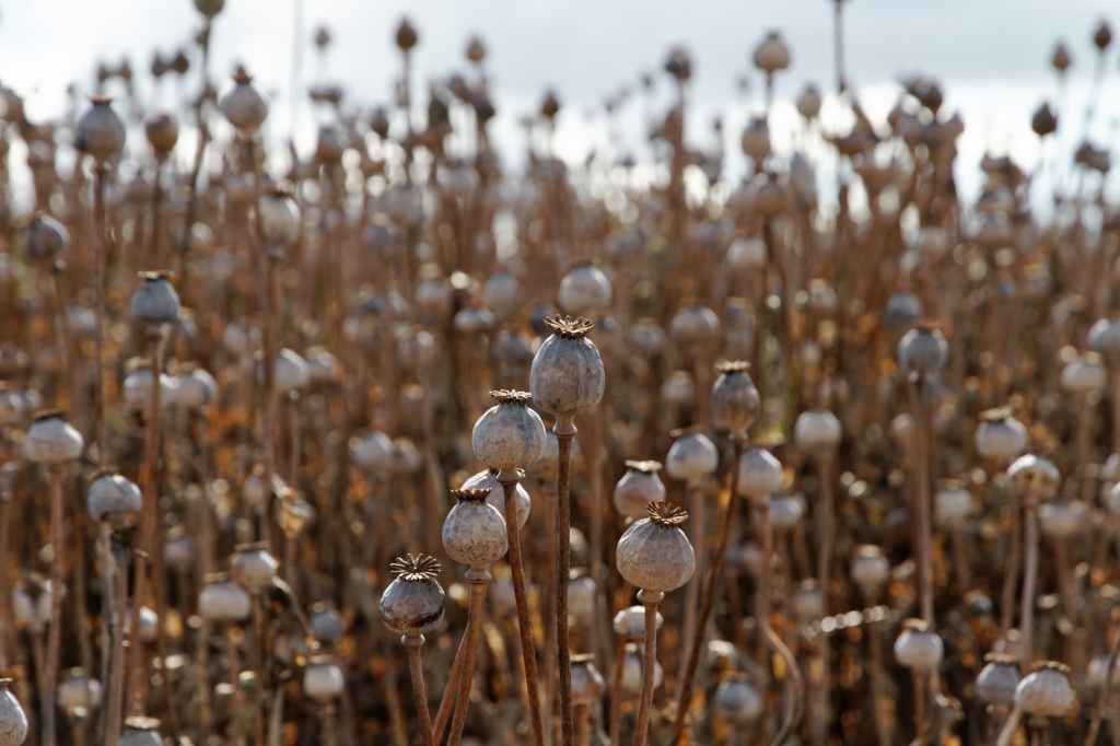 22 - Wynyard (1).jpg